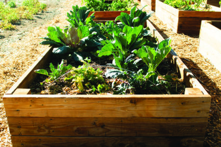Shot of a wooden raised garden bed with several kinds of leafy greens growing